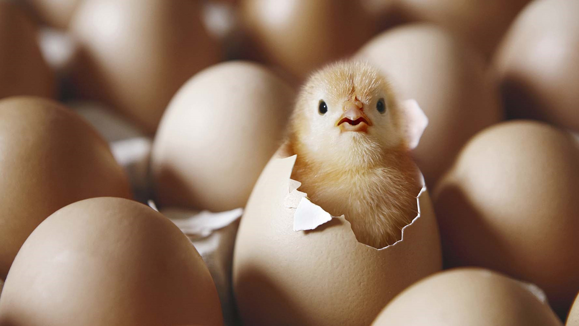 Chickening Out: Getting Past Growing Pains - His Place Community Church