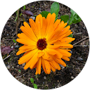 Skaidre Brown profile picture